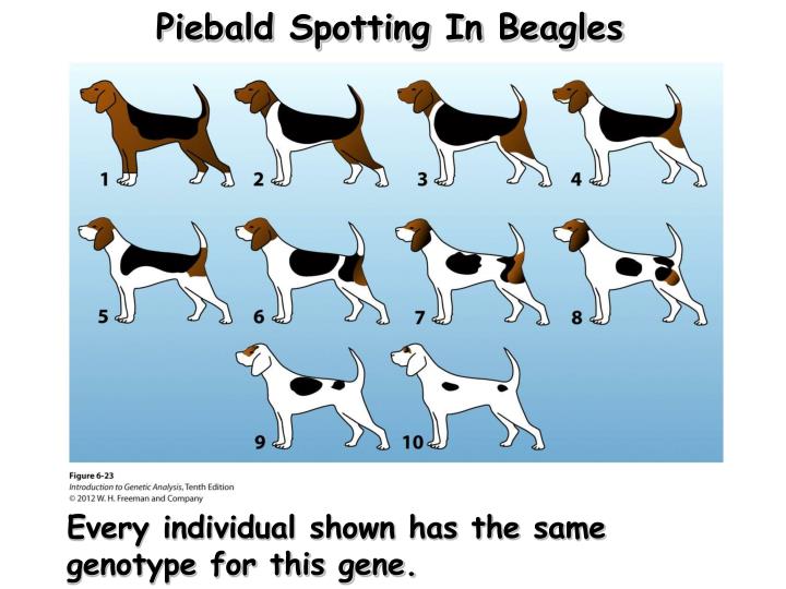 PPT and Expressivity PowerPoint Presentation ID7060352