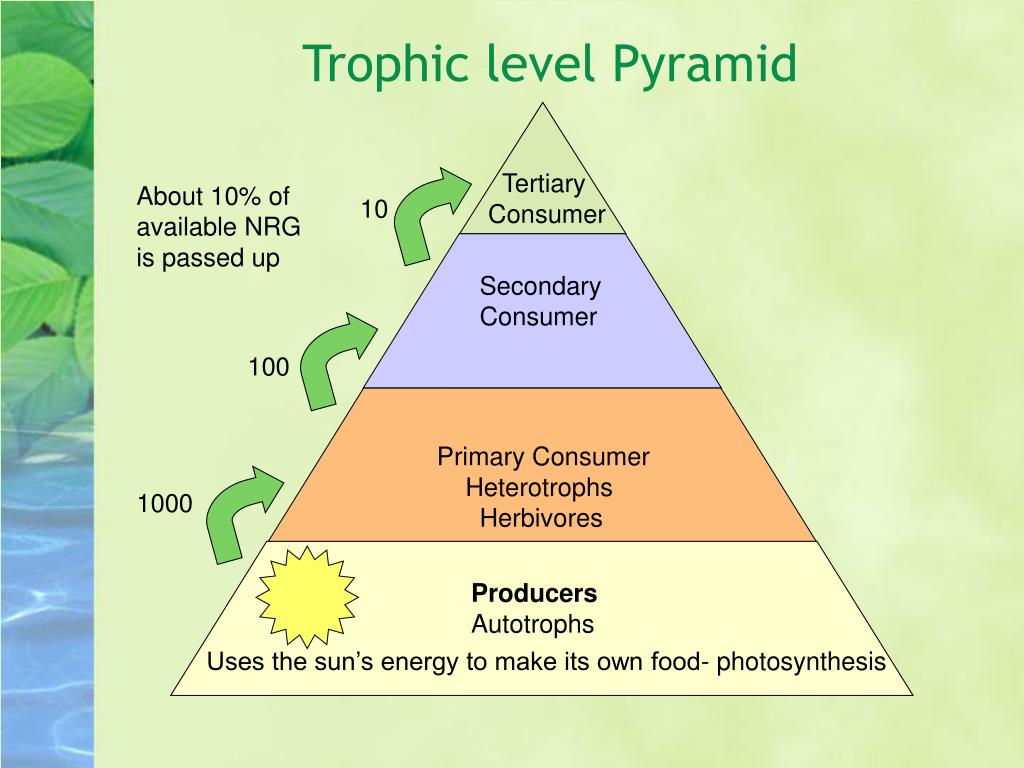 Trophic Level Diagram Ecological Pyramids - vrogue.co