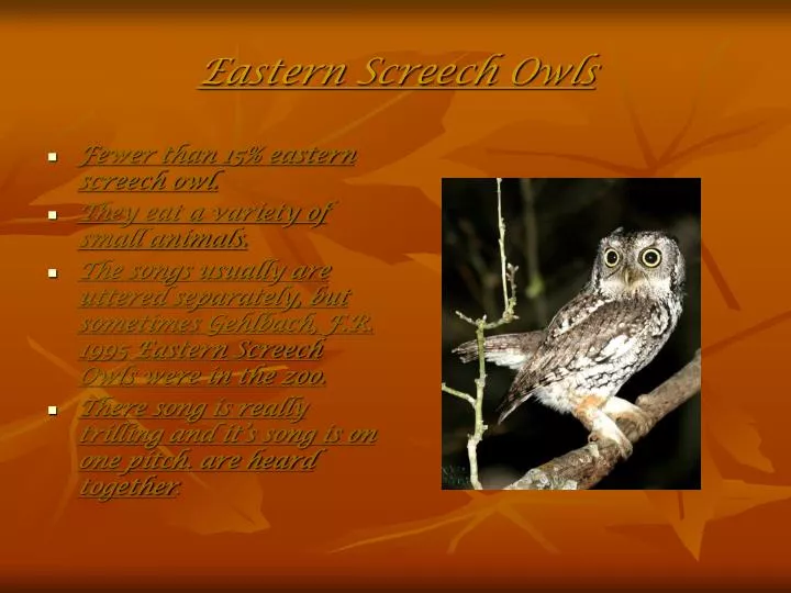 eastern screech owls n.