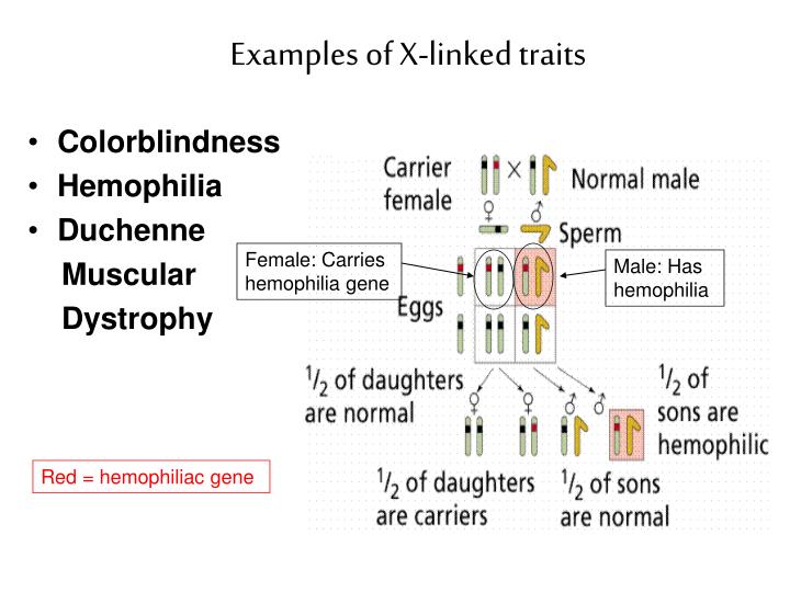 PPT - 11- 3: Exploring Mendelian Genetics & 11-5: Linkage and Gene Maps