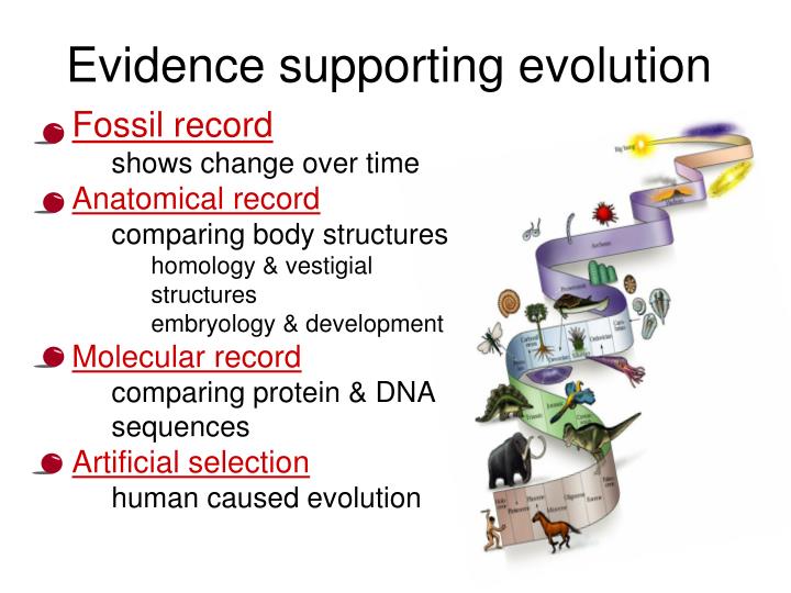 PPT Evolution PowerPoint Presentation ID 7063464 ppt-evolution-powerpoint-presentation-id-7063464