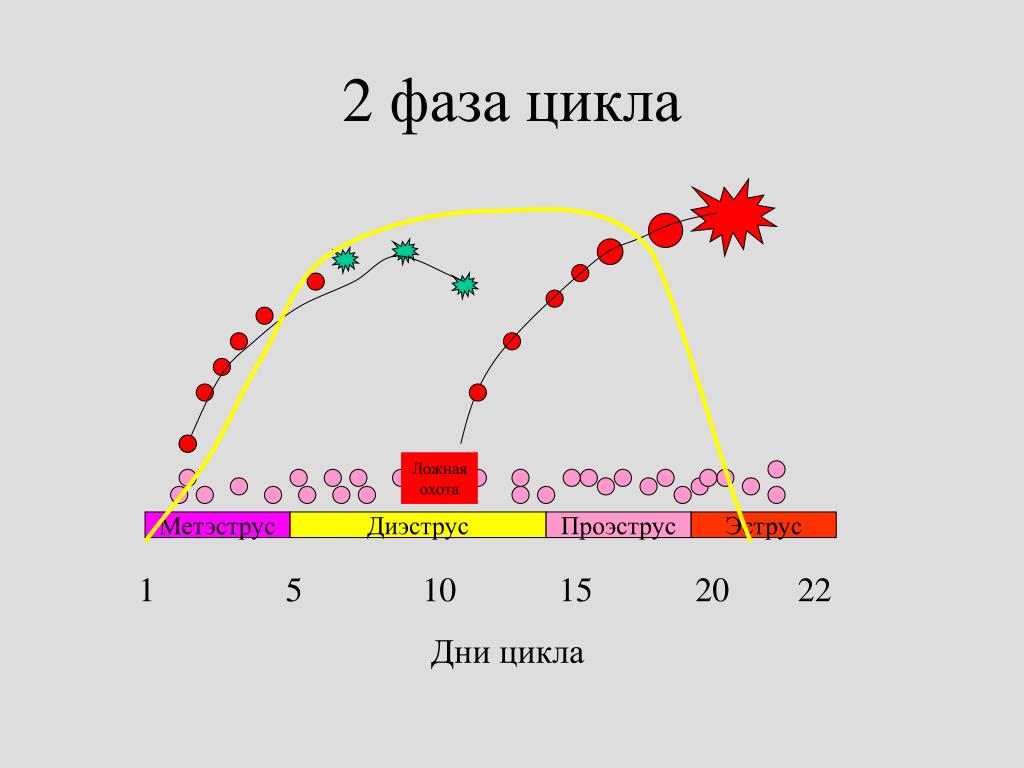 3 4 дни цикла