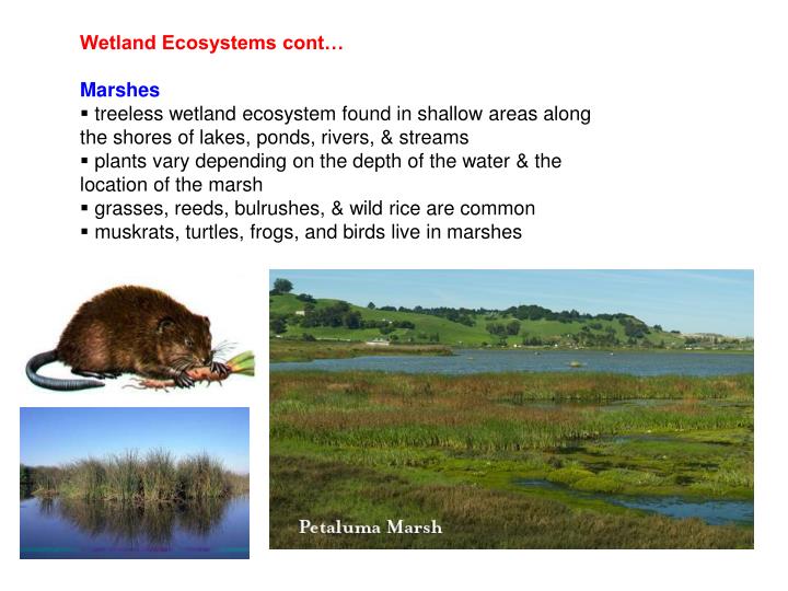 essays in wetland ecosystems Essay writing guide learn unique characteristics of intertidal wetlands and explain the impact of in the human orientated exploitation of these ecosystems. essays in wetland ecosystems Essay writing guide learn unique characteristics of intertidal wetlands and explain the impact of in the human orientated exploitation of these ecosystems.