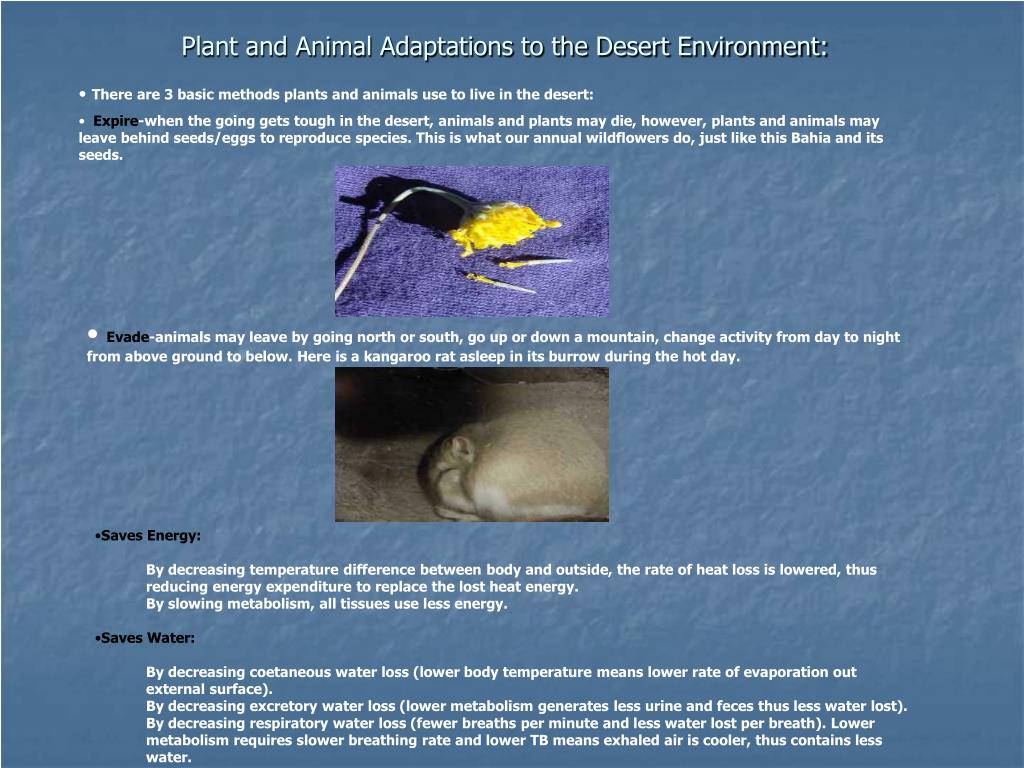 Download Desert Adaptations Animals And Plants Pics