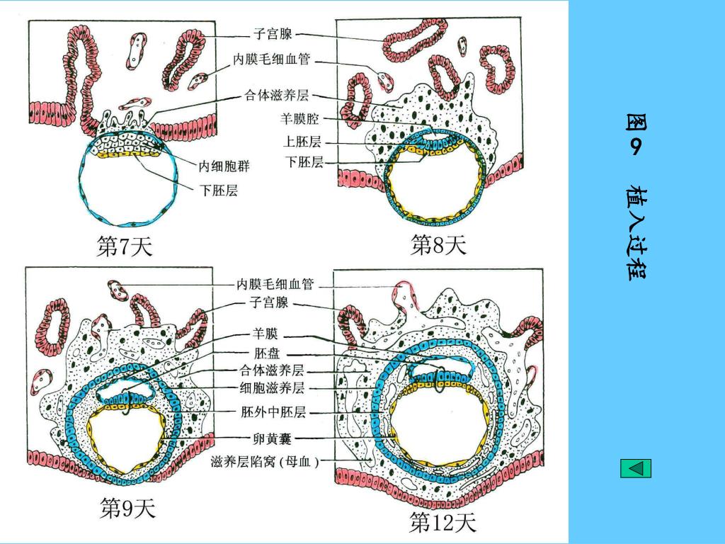PPT - 胎膜与胎盘 PowerPoint Presentation, free download - ID:6091125