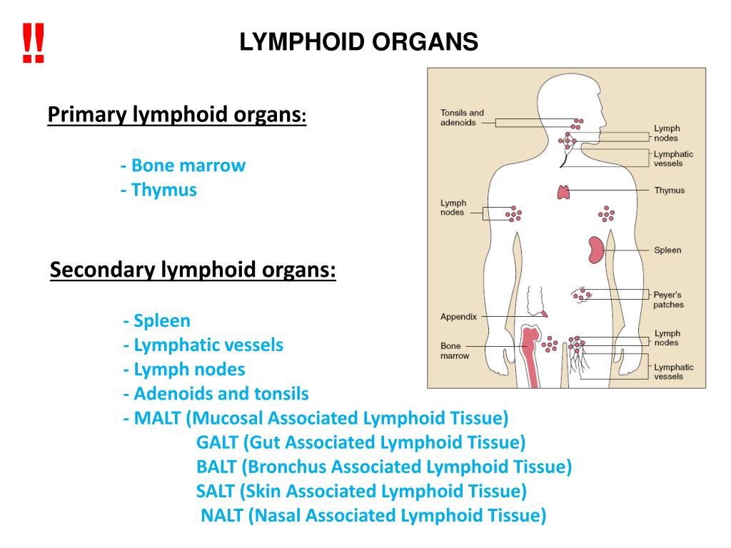 PPT Prim A R Y Lymphoid Organs B One Marrow T Hymus PowerPoint 