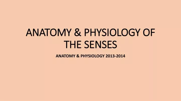 PPT - ANATOMY & PHYSIOLOGY OF THE SENSES PowerPoint Presentation, free