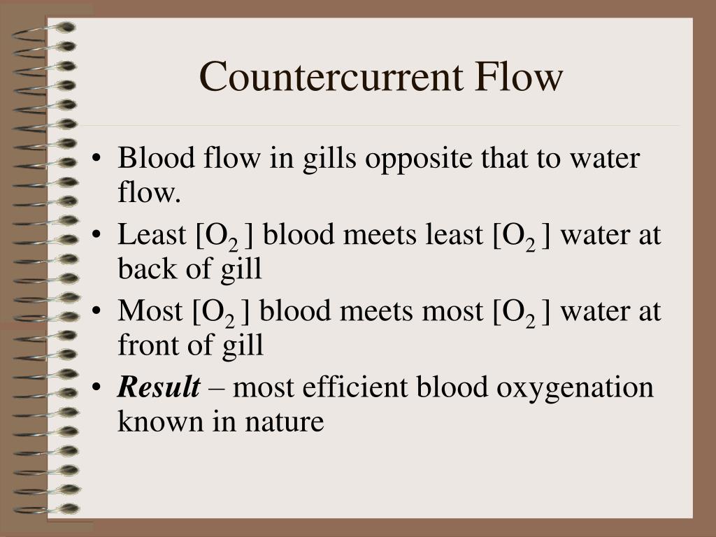 PPT - Animal Respiration PowerPoint Presentation, free download - ID ...
