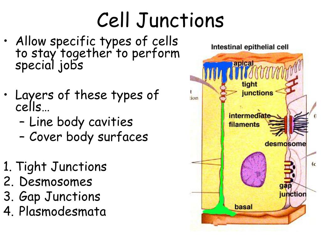 Ppt The Cell Membrane Powerpoint Presentation Free Download Id7068362