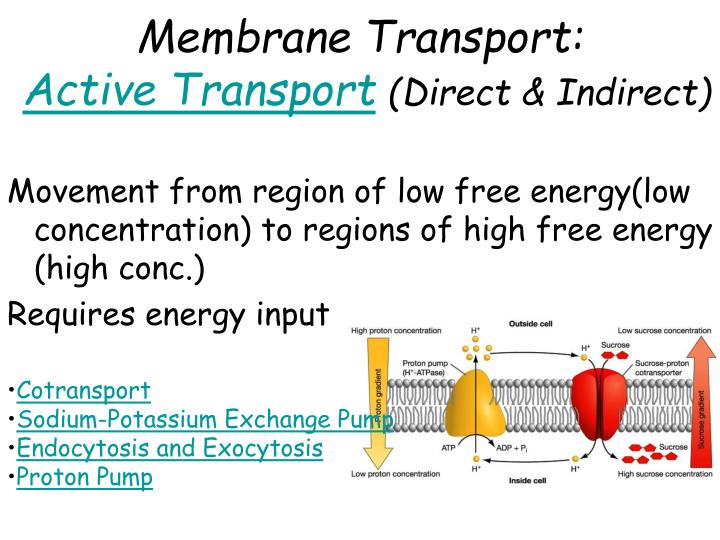 PPT - The Cell Membrane PowerPoint Presentation - ID:7068362