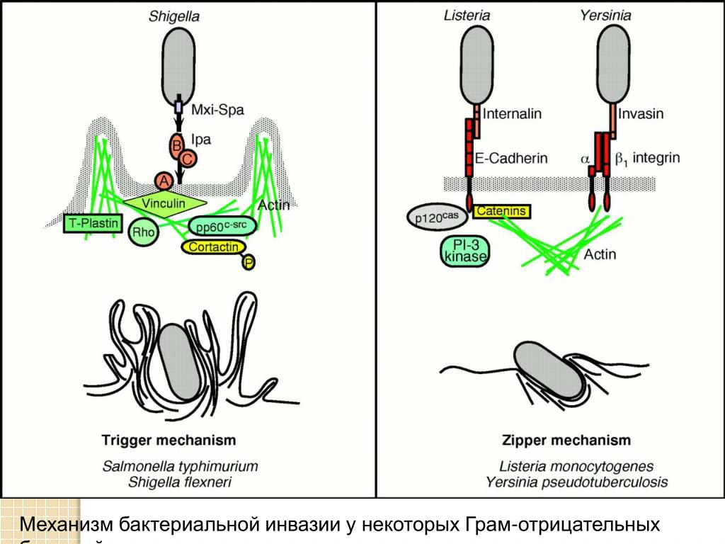 Механизм бактерий. Механизм патогенности бактерий. Факторы инвазии микроорганизмов микробиология. Факторы инвазивности бактерий. Инвазия факторы патогенности.