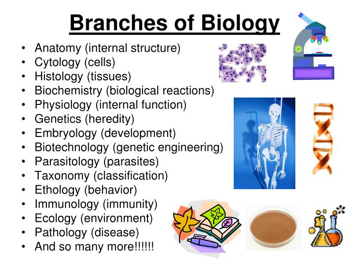 powerpoint presentation on branches of biology