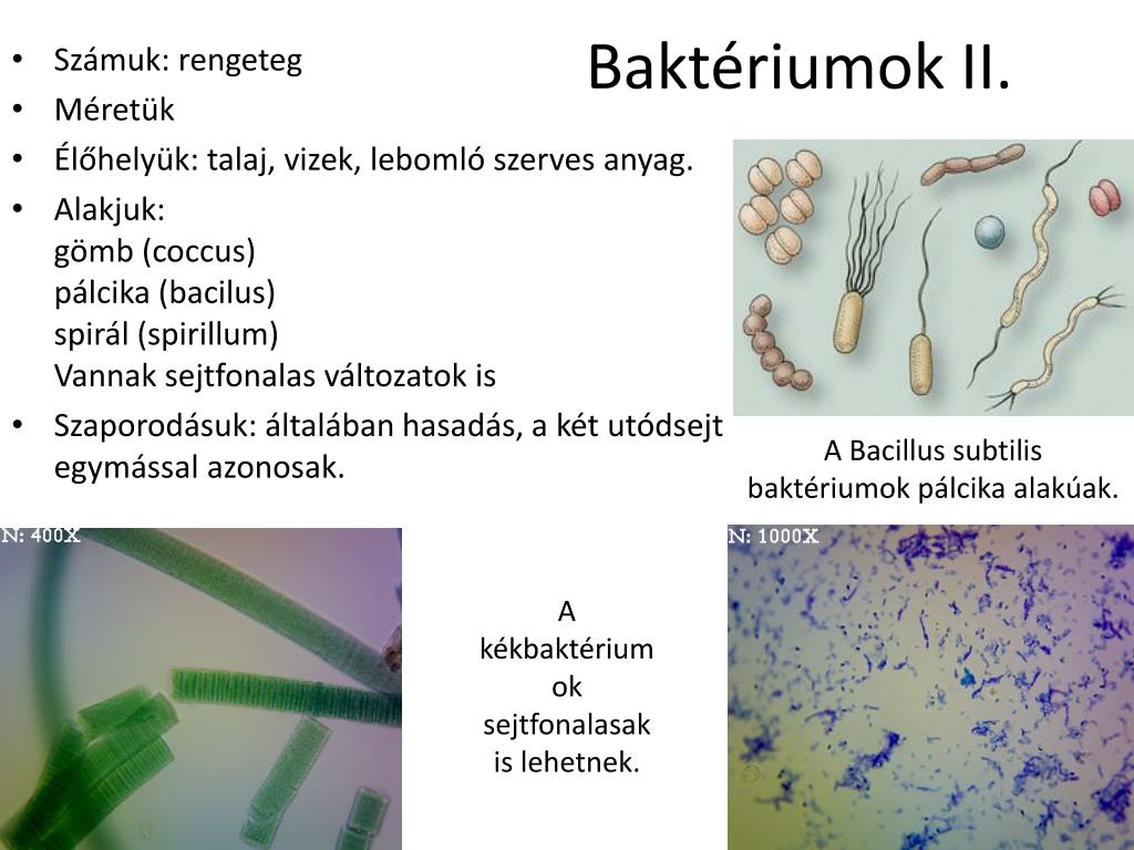 PPT Az l vil g F bb Csoportjai Mikroorganizmusok PowerPoint PPT Az l vil g F bb Csoportjai Mikroorganizmusok PowerPoint