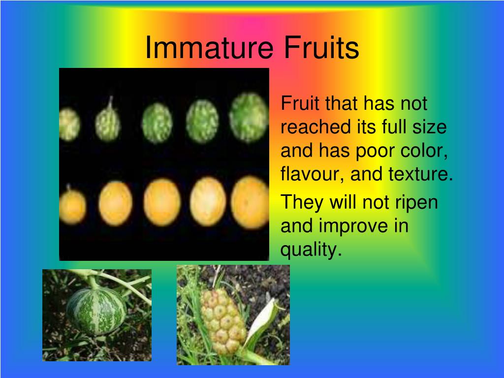 Immature Fruits And White Skin PPT - Fruits PowerPoint Presentation, free download - ID:7072026