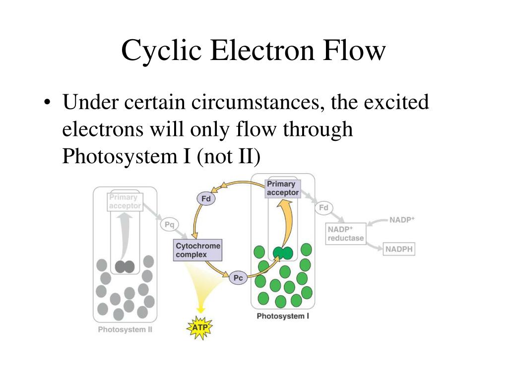 Noncyclic Electron Flow Diagram noncyclic-electron-flow-diagram