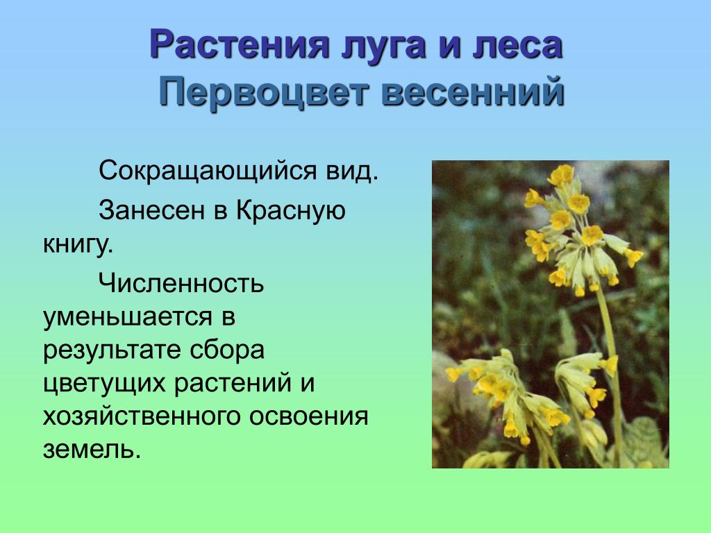 Красная книга растений луга. Растения Луга занесенные в красную книгу. Луговые цветы занесенные в красную книгу. Растения Луга красная книга. Полевые цветы занесенные в красную книгу.