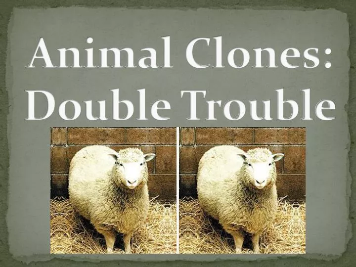 animal clones double trouble n.