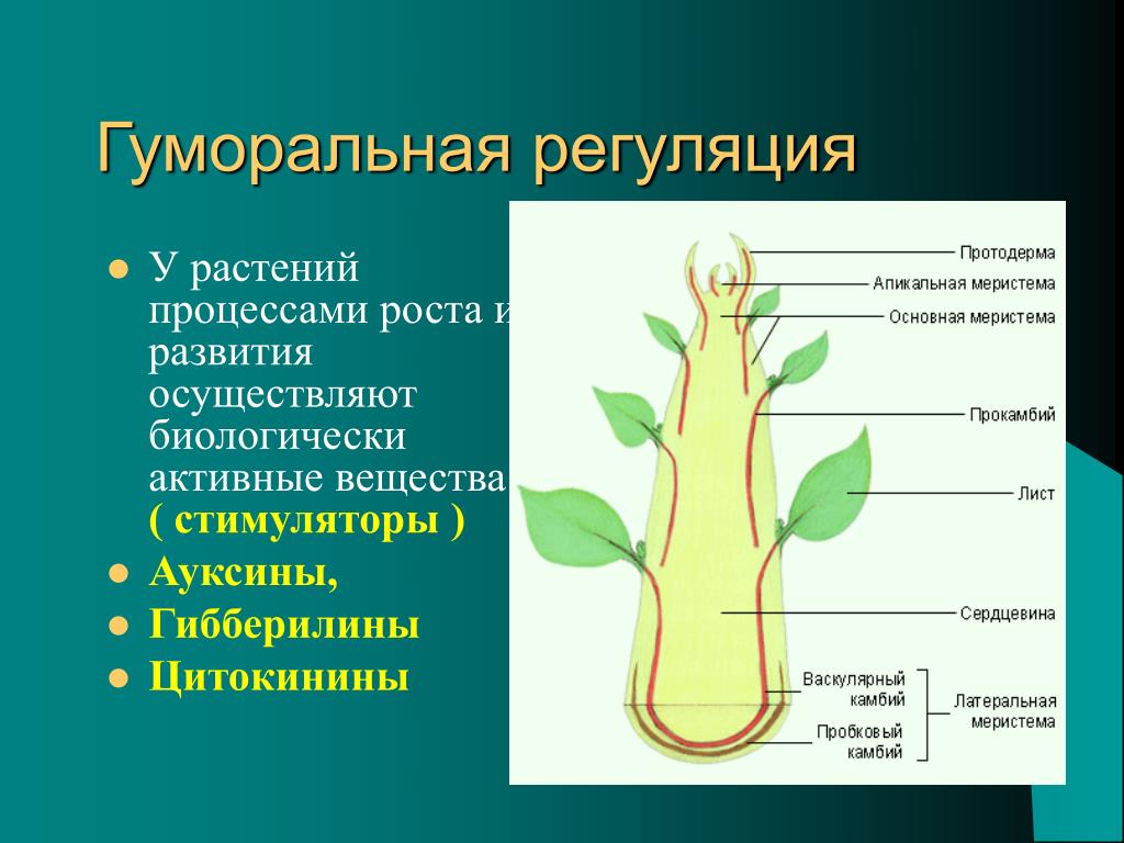 В чем особенность процесса роста у растений. Гуморальная регуляция у растений. Регуляция процессов у растений. Регуляция процессов жизнедеятельности растений. Гуморальная регуляция растений примеры.