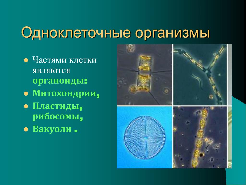 Почему бактерии вирусы одноклеточные водоросли. Одноклеточные и многоклеточные клетки. Одноклеточные организмы. Одноклеточные бактерии. Примеры одноклеточных организмов.