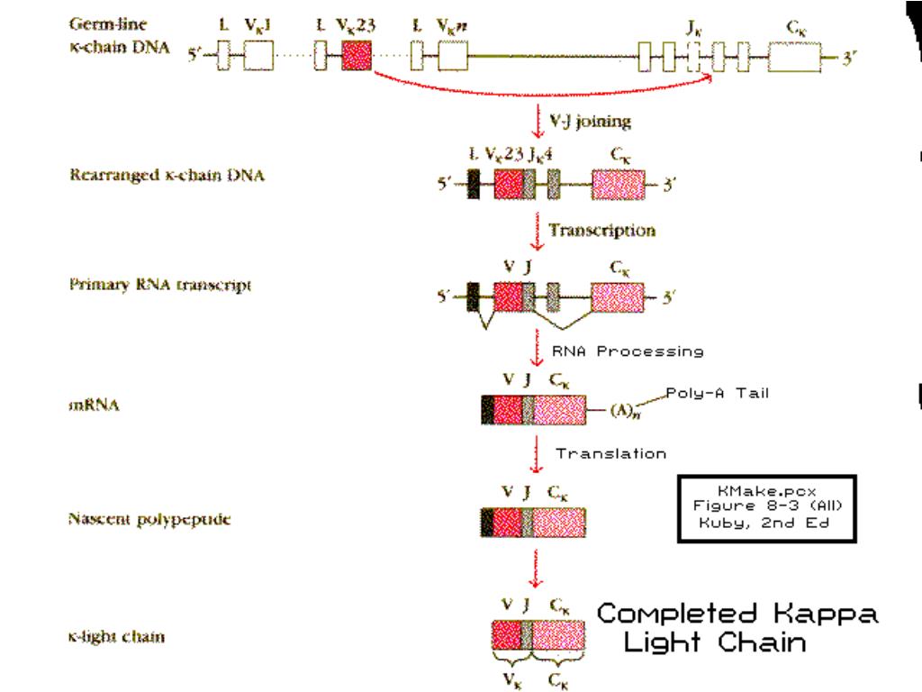 PPT in the Generation of Antibody Diversity PowerPoint