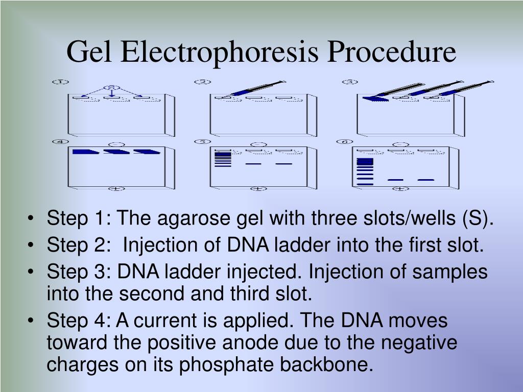 PPT PCR, Gel Electrophoresis, and Southern Blotting PowerPoint Presentation ID7077341