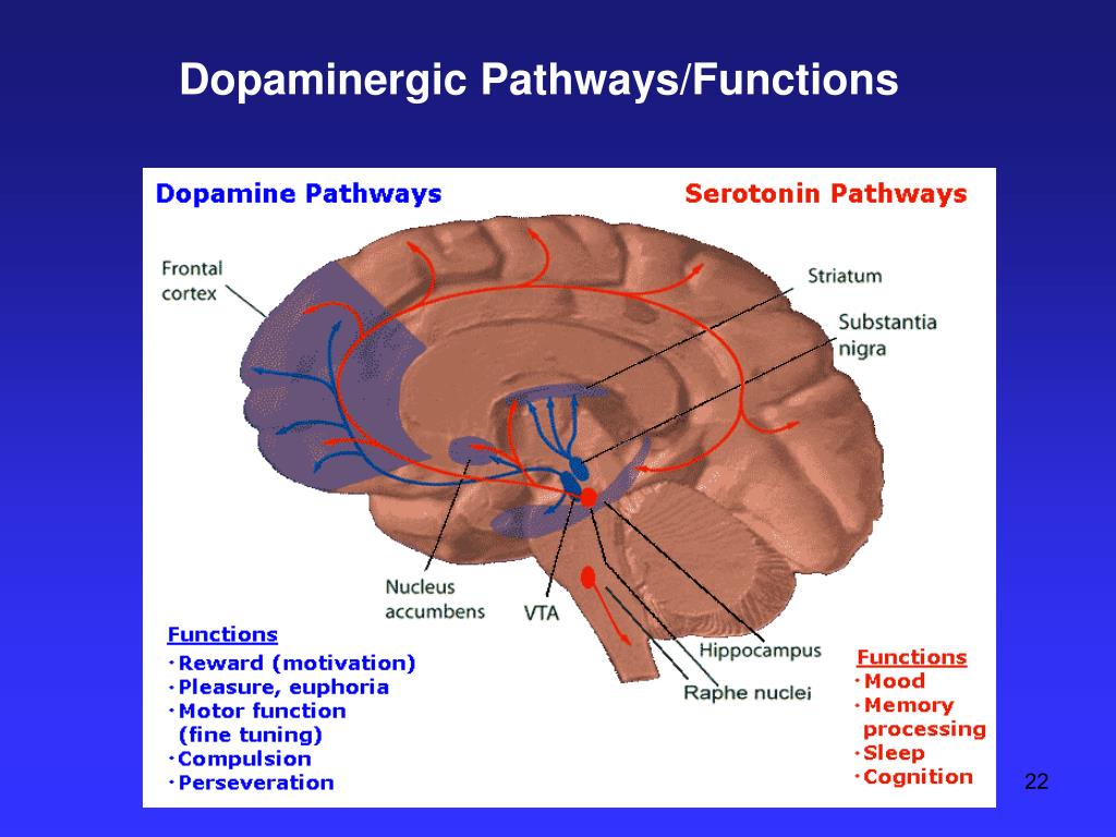 fly brain dopaminergic neurons fly brain dopaminergic neurons