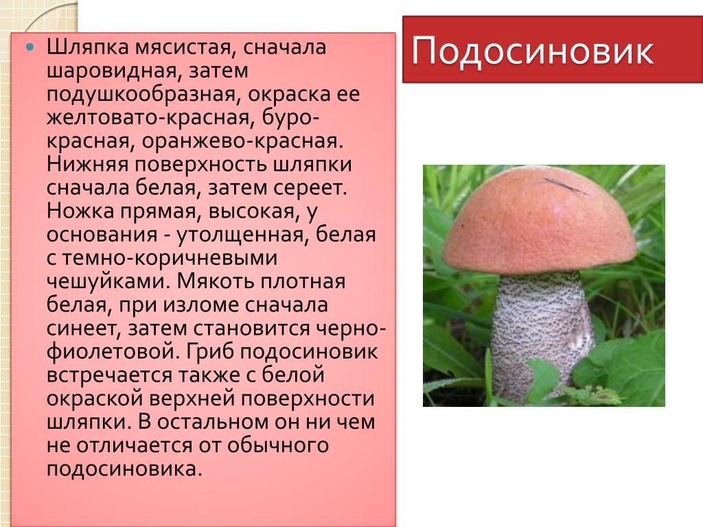 Подосиновик признаки гриба