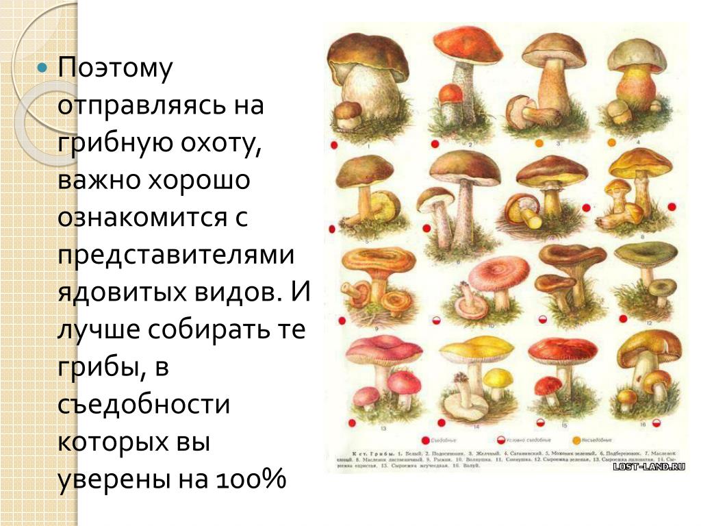 Съедобные грибы определение. Съедобные грибы и несъедобные грибы названия таблица. Съедобные и несъедобные грибы 5 класс биология таблица. Таблица съедобных и несъедобных грибов 5. Съедобные т несъедобные грибы.