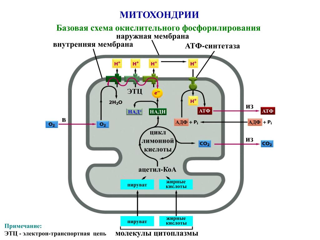 Митохондрия аэробный. Образование АТФ В митохондриях схема. Схема митохондрии биохимия. Синтез АТФ В митохондрии клетки схема. Электрон-транспортная цепь митохондрий схема.