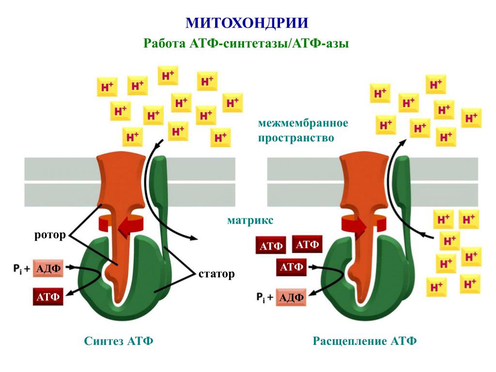 Митохондрии синтезируют атф. АТФ синтаза. Синтез АТФ В митохондриях. АТФ-синтетаза митохондрии. Работа митохондрий.