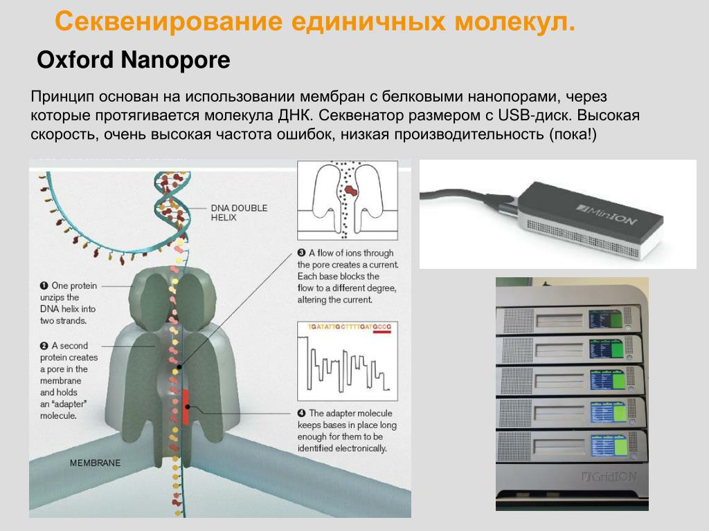 Секвенирование это. Секвенирование через Нанопоры. Автоматическое секвенирование ДНК. Oxford Nanopore секвенирование. Нанопоровое секвенирование ДНК.