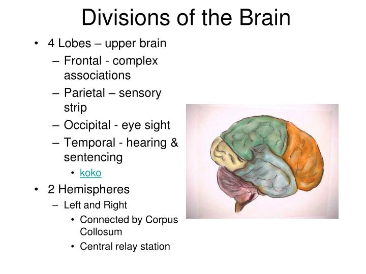 brain sencery strip Brain sencery strip