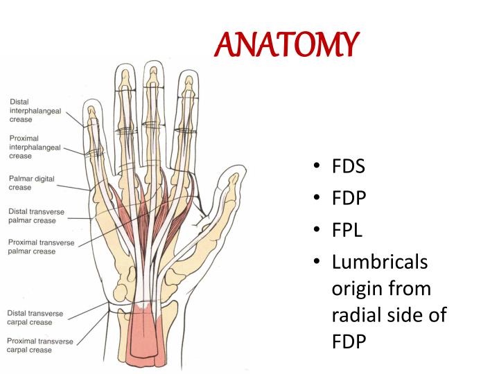PPT - Cut Wrist & Flexor tendon injury PowerPoint ...