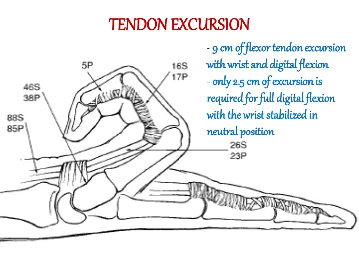 excursion meaning of tendon