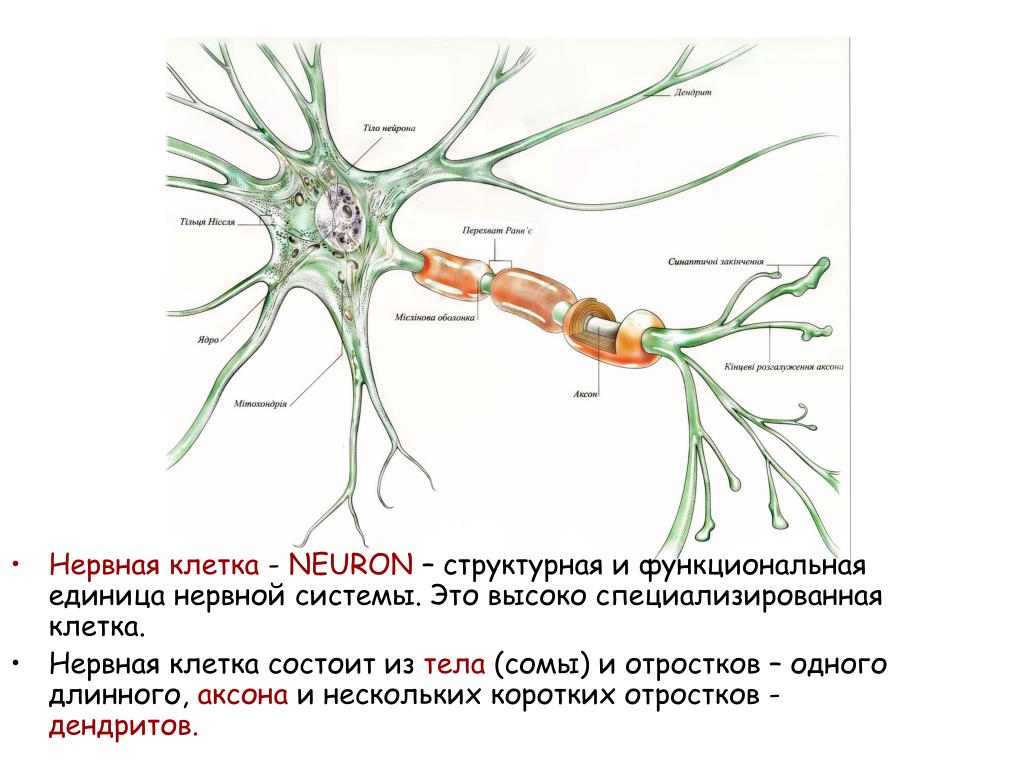Нервная ткань состоит из собственно нервных клеток. Нервная клетка. Структурная единица нервной клетки. Структурная и функциональная единица нервной клетки. Нервная клетка состоит из.