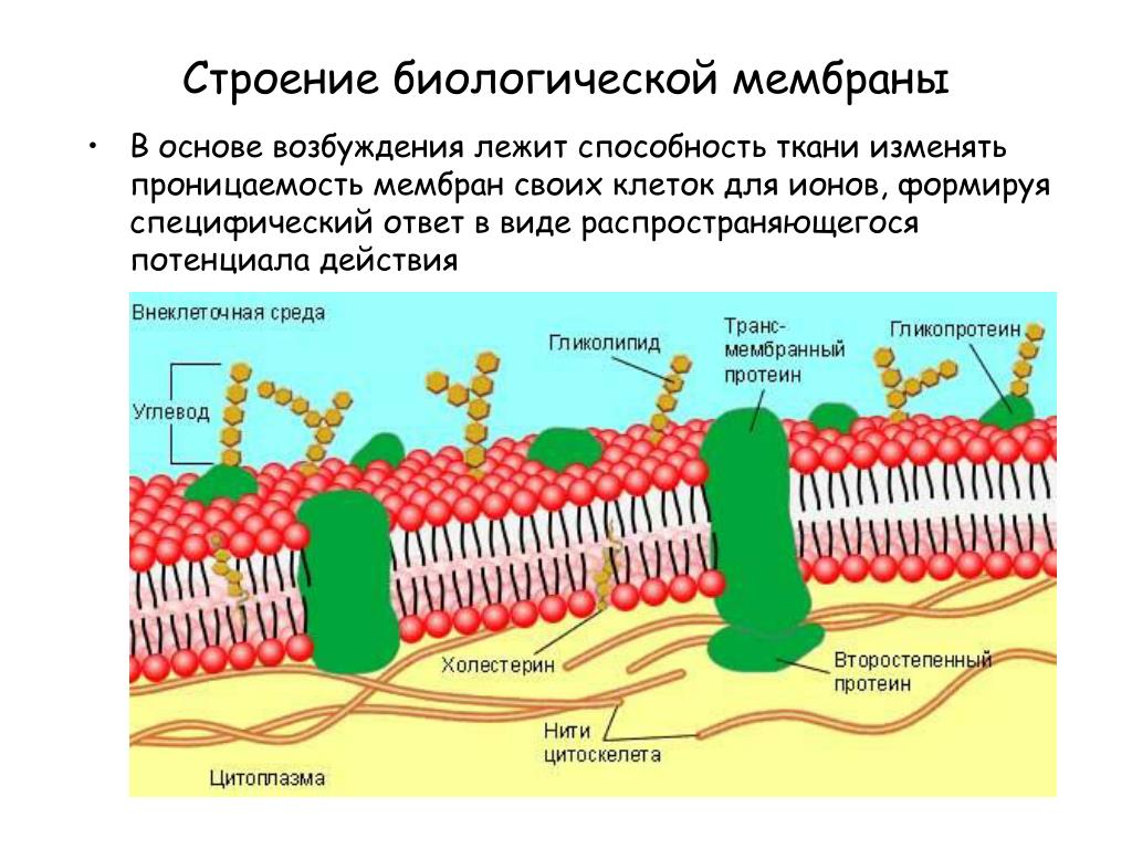 Биохимия мембран. Строение биомембраны клетки. Строение биологических мембран биохимия. Схема строения биологической мембраны биохимия. Строение биомембран клетки.