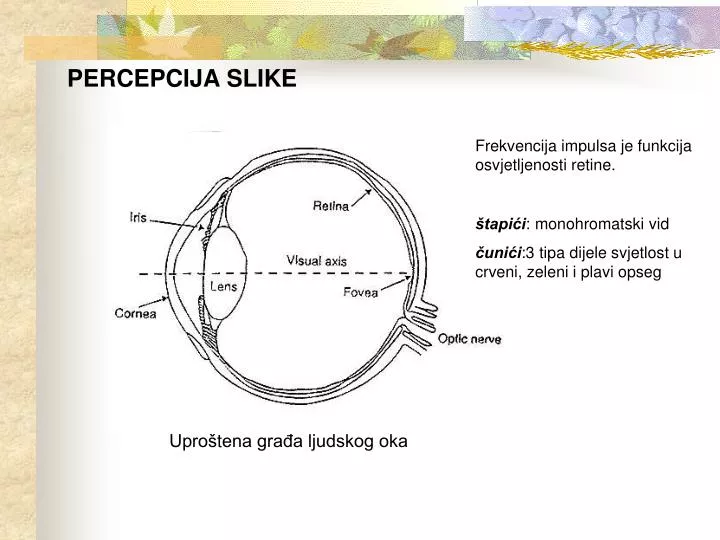 slide1 n.