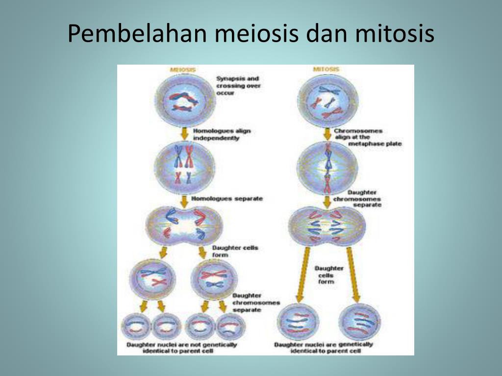 Tujuan Dan Perbedaan Pembelahan Mitosis Dan Meiosis Pusat Informasi