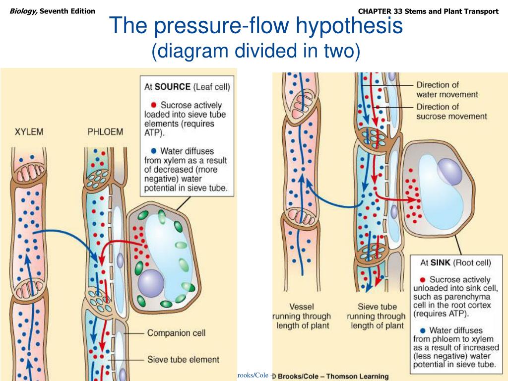 pressure flow hypothesis definition biology