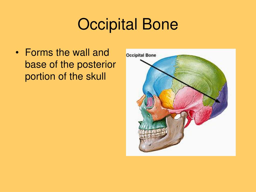 PPT - Axial Skeleton PowerPoint Presentation, free download - ID:7089072