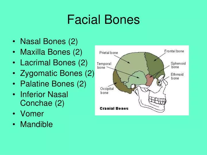 download facial bones download facial bones