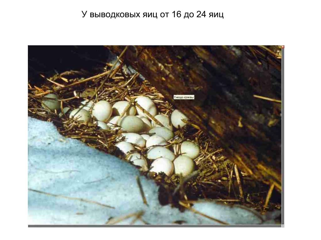 Откладывают большое количество яиц. Выводковые птицы. Выводковые яйца. Яйца мелких выводковых птиц. Выводковые и гнездовые птицы.