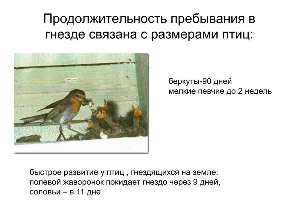 Периоды жизни птиц. Сезонные изменения в жизни птиц. Годовой цикл жизни птиц. Явления в жизни птиц. Годовой жизненный цикл птиц и сезонные явления в жизни птиц.
