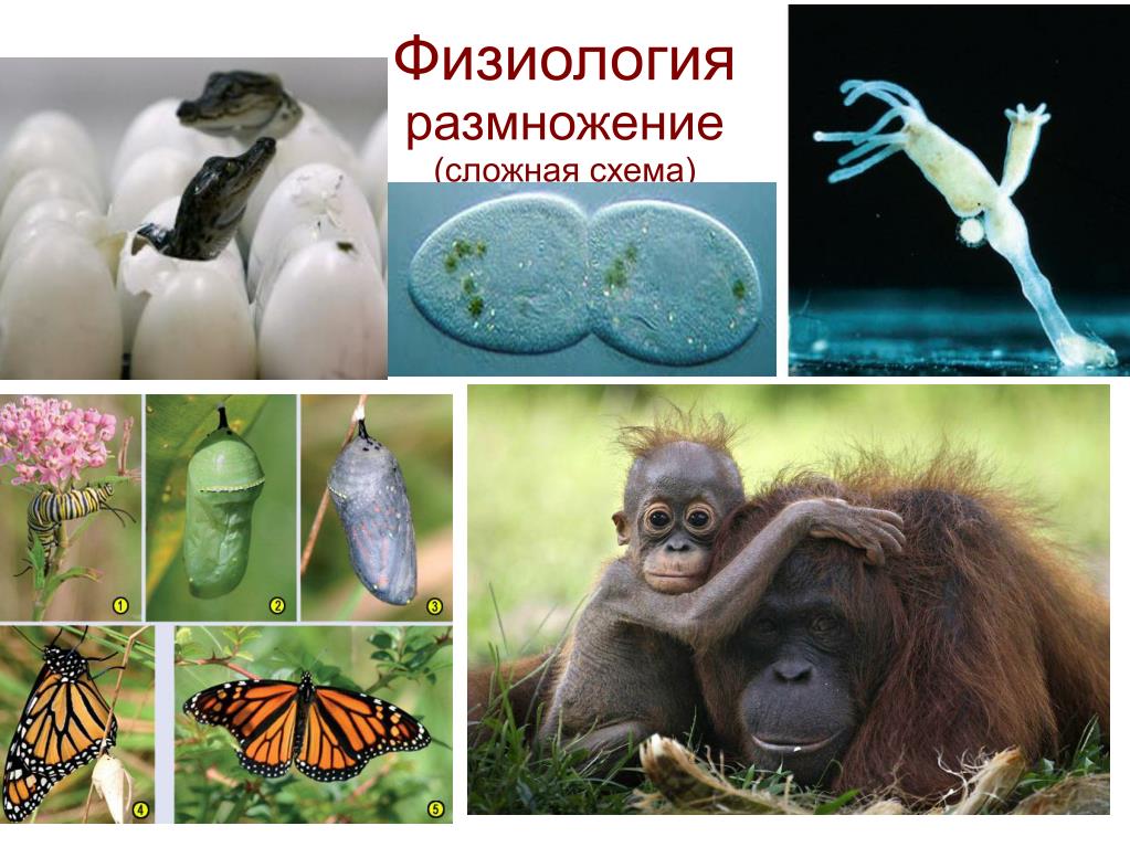 Полное многообразие. Как размножаются животные. Физиология размножения. Разнообразие и размножение животных. Физиология размножения животных.
