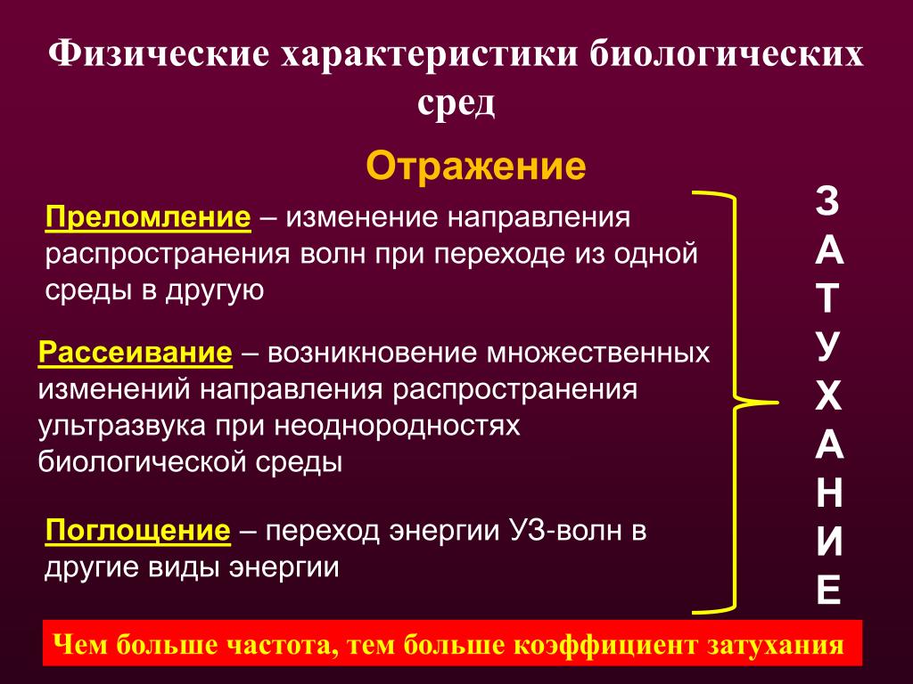 Отсутствие изображения за объектом вследствие затухания ультразвуковых волн называется