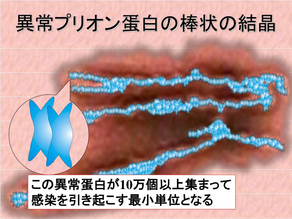 シリーズ〈応用動物科学／バイオサイエンス〉 脳とプリオン