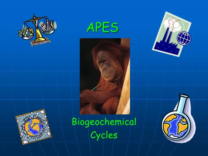 PPT - APES PowerPoint Presentation, free download - ID:7091266