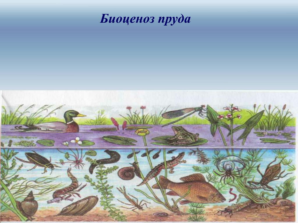 Презентация природные сообщества пруд. Биоценоз пресноводного пруда. Донные биоценозы. Сообщество биоценоз. Сообщество пруд.