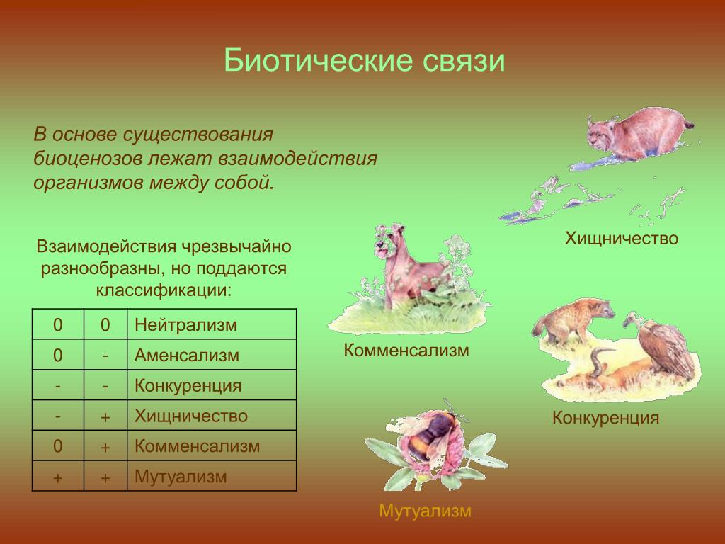 Корова человек тип биотических. Биотические связи. Биотические отношения. Биотические отношения организмов. Типы биотических взаимоотношений.