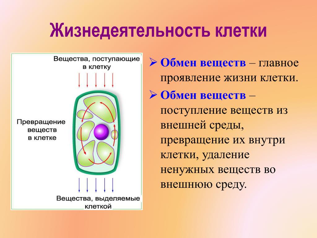 Полость в цитоплазме клетки 7. По биологии процессы жизнедеятельности клетки 6 класс. Строение клетки жизнедеятельность клетки 6 класс биология. Растительная клетка структура в жизнедеятельности клетки. Процессы жизнедеятельности клетки по биологии 6 класс деление клетки.